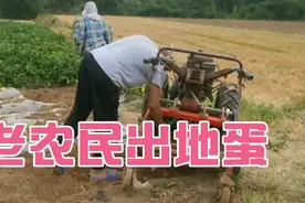 山东土豆从种植到收获仅用三个月，价格虽低，但产量可观视频封面