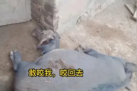 小猪为争奶吃打架，场面精彩激烈，看看猪妈妈反应亮了视频封面