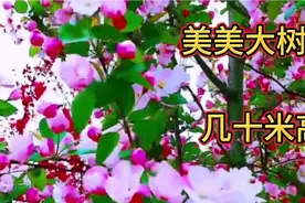 这几种大树花都开满了美美的花朵，简直是太美了！请你欣赏！视频封面
