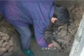 奶奶种的地瓜惹人羡慕，没想到打开地窖一看烂了好多，这是为啥呢视频封面
