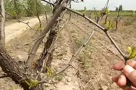 枣树萌芽期重点防治哪些病虫害呢？一起来了解一下吧视频封面