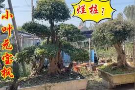 山东齐鲁大地风景树热销全国各地，100年的桩子只卖9000，值吗？视频封面