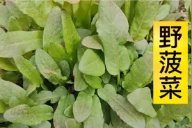 80岁奶奶告诉我，野菠菜煮水洗头，头发乌黑顺滑！