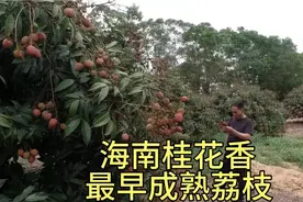 海南最早成熟的荔枝—桂花香，全国最早，半个月前就上市了视频封面