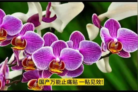 万能止痛贴，哪痛就贴哪，贴哪哪都灵，就是常断货。视频封面