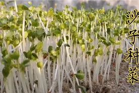 楼顶种菜，终于用沙子种出芽菜来了，6天收获一茬，不用肥料都长视频封面