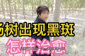 杨树出现象黑斑似的黑油污，咋治疗，不用药影响生长吗？视频封面