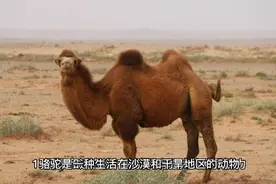 你知道吗？骆驼有多么优秀视频封面