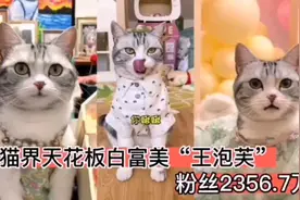 猫界天花板白富美王泡芙，精致的生活让人嫉妒！粉丝2356.7万！视频封面