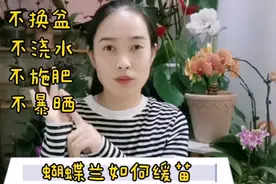 刚刚网购到家的蝴蝶兰我是这样做的，让它适应家里环境，成功缓苗视频封面