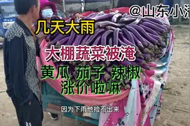 山东聊城 突降大雨大棚蔬菜黄瓜辣椒茄子全淹了 蔬菜涨价了吗。视频封面
