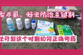 梨木虱、蚜虫防治关键期，秋月梨如何正确用药，这组配方值得收藏