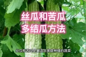 种植丝瓜和苦瓜，从头到尾分享给你全套方法，结瓜一茬接一茬