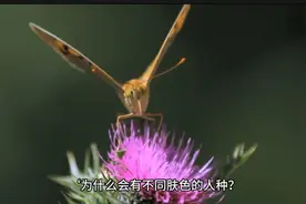 为什么会有不同肤色的人种  为什么东方人是黑头发西方人是黄头发视频封面