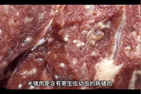 什么是米猪肉？视频封面