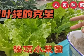 6根香烟2两生石灰这样处理，喷3次根除潜叶蝇，所有虫子死光光！
