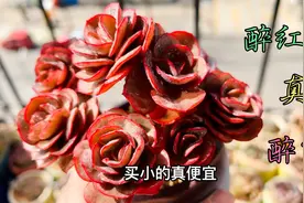 多肉秀妍的养护技巧，买多肉为何偏偏喜欢物美价廉的多头小群生？视频封面