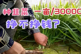 种韭菜，一亩地30000块，挣不挣钱？听听菜农胡子哥怎么说？视频封面