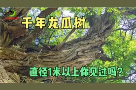 千年龙瓜树（降龙木），直径1米以上，实属罕见，见过吗？视频封面