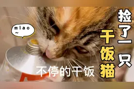 捡来的流浪小猫真的很亲人 有没有人能给她一个温暖的家视频封面