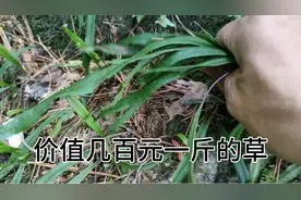 肾精茶也叫石韦茶，泡水喝 嗷嗷地！