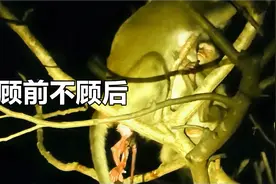 猴妈顾前不顾后，大宝闹着要吃奶，新生猴崽儿卡住被憋死！视频封面
