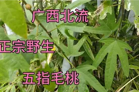 广西北流农村小伙，去山上寻找野山五指毛桃，今晚煲五指毛桃鸡汤视频封面
