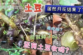 土豆居然也会开花结果!土豆结籽能吃吗?能做种子吗?还有土豆收吗?视频封面
