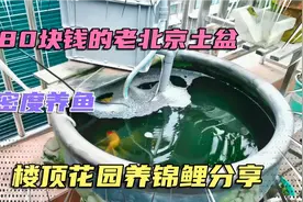 1个直径80cm的大土盆，5条大锦鲤鱼，高密度养鱼干货分享视频封面