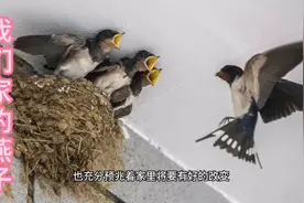 燕子来我家几年了，听说它到家里做窝，预兆添丁、富贵、处于旺势视频封面