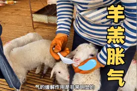 实拍羊羔胀气治疗全过程，这样做，3分钟救活一只羊羔视频封面