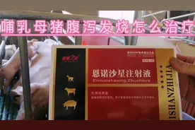 哺乳母猪腹泻，高烧。不吃料，一针轻松恢复正常。视频封面