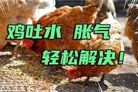 不管养什么鸡，出现吐水，胀气，饲料便，不要慌，教你轻松解决！