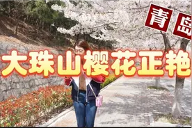 青岛大珠山樱花大道正艳，凋谢前抓紧记录美景分享朋友一起欣赏。视频封面
