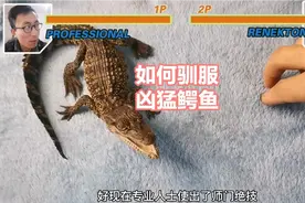 如何驯服凶猛的鳄鱼？专业人士与鳄鱼现场pk视频封面