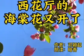 西花厅的海棠花又开了视频封面