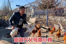 王勇打小算盘，嫌家中鸡太能吃粮食，一口气抓六只土鸡给双方父母视频封面