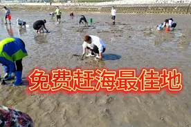 这里是天津塘沽赶海唯一的免费海滩，有螃蟹和蛤蜊据说还有皮皮虾视频封面