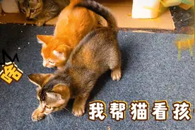 猫妈妈让我帮它看孩子！看住三只小猫崽子。这，可并不是容易的事视频封面