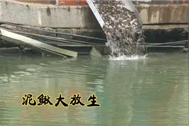 今早福州晋安河边巨量泥鳅放生，河里的鱼又多了。视频封面