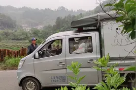 开车收黄大茶茶青1斤多给1毛钱，叔叔都没卖，农村人真讲诚信