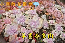 羊粪养多肉，一个多月效果显著，不过有个缺点不知道你能不能接受视频封面