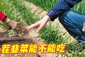 开春后头茬韭菜能不能吃？韭菜不能吃第一刀啥原因？听完恍然大悟视频封面