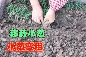 房顶种菜，分享小葱移栽的正确方法，使小葱变粗，进来看看吧！视频封面