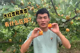 很多人不知道大红杏和黄杏有什么区别，小伙一个视频告诉你答案！视频封面
