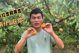 很多人不知道大红杏和黄杏有什么区别，小伙一个视频告诉你答案！视频封面