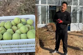 中秋成熟的青色的桃子俗称大青桃，脆甜的口感，在桃子中脱颖而出