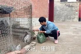 小兔子一天一个样，憨媳妇有时间就去给兔子媷嫩草，7只兔抢着吃