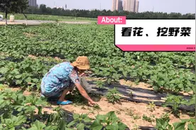 西安西郊发现一个挖野菜的好地方，还有大片花海可以看，美得很视频封面