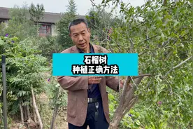 石榴树种植正确方法视频封面